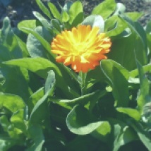 Nuestra primera flor de la Caléndula